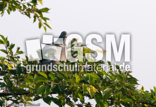 Türkentaube (1 von 1).jpg